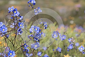 Beautiful blue wildflowers of the Fairy-of-the-veld plant