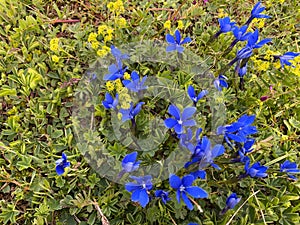 Beautiful blue wildflowers on the green slopes of the northern Elbrus region