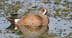 Beautiful blue winged teal duck (Anas discors) in perfect morning light, showing red eye color