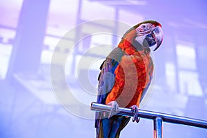 Beautiful blue and yellow gold macaw in a conference room in captivity. Big screen in the background.