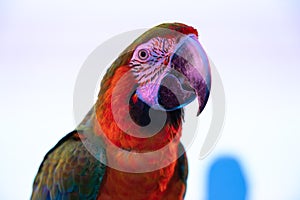 Beautiful blue and yellow gold macaw in a conference room in captivity. Big screen in the background.