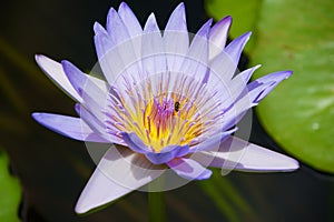 Beautiful blue and yellow Lotus flower with a bee in it in a pond in Pamplemousse botanical garden at Mauritius island.