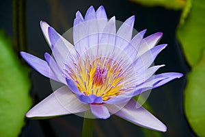 Beautiful blue and yellow Lotus flower in a pond in Pamplemousse botanical garden at Mauritius island.