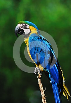 Beautiful blue-and-yellow macaw (Ara ararauna)