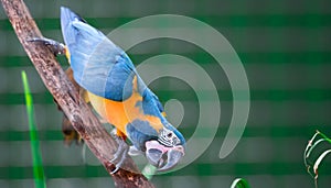 A beautiful blue-and-yellow macaw Ara ararauna, also known as the blue-and-gold macaw