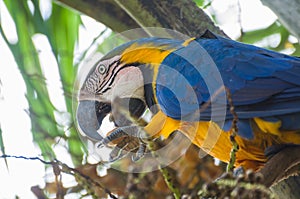 Beautiful Blue-and-yellow Macaw Ara ararauna in the Brazilian wetland