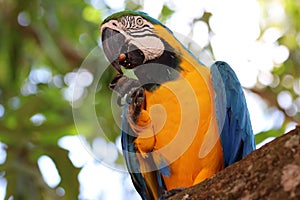 Blue-and-yellow macaw Ara ararauna - Pantanal, Mato Grosso, Brazil photo