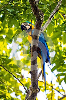 Beautiful Blue-and-yellow macaw portrait on tree