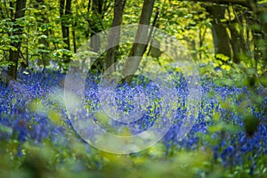 beautiful bluebell flowers in spring day in england