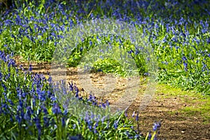 beautiful bluebell flowers in spring day in england