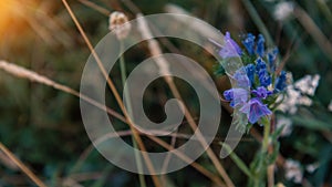 Beautiful bluebell under sunset light