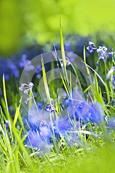 Beautiful bluebells close up