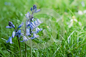 Beautiful bluebells flowers in spring forest. Blue bluebell flowers with copy space for text. Sunny springtime