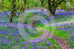 Beautiful bluebells in the forest of Scotland