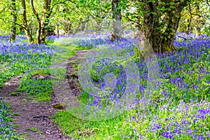 Beautiful bluebells in the forest of Scotland