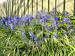 Beautiful Bluebells growing in a field in Onchan Isle of Man British Isles