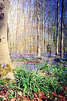 Beautiful bluebells in spring forest