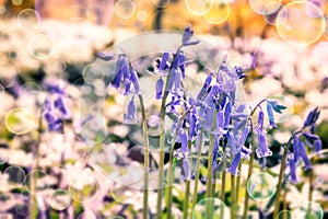 Beautiful bluebells in spring forest