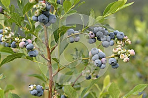 Beautiful blueberries of summer