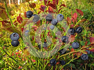 Beautiful blueberry Bush with ripe sweet berries growing