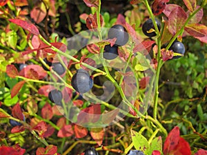 Beautiful blueberry Bush with ripe sweet berries growing