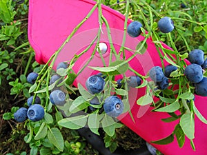 Beautiful blueberry Bush with ripe sweet berries growing