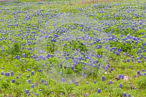 Beautiful bluebonnet field in Ennis, Texas.