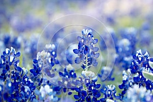 Beautiful bluebonnet field photo