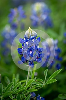 Beautiful bluebonnet in lush meadow