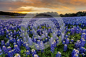 Beautiful Bluebonnets field at sunset