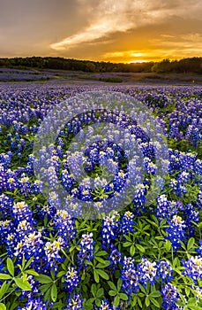 Beautiful Bluebonnets field at sunset near Austin, Texas.