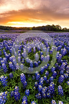 Beautiful Bluebonnets field at sunset near Austin, Texas