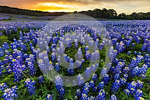 Beautiful Bluebonnets field at sunset near Austin, Texas in spri photo