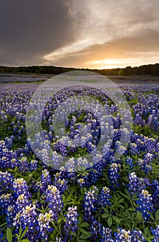 Beautiful Bluebonnets field at sunset near Austin, Texas in spring.
