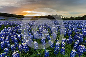 Beautiful Bluebonnets field at sunset near Austin, TX