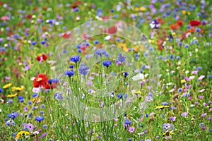 Beautiful bluebottles in a flower field with red poppies and other field flowers