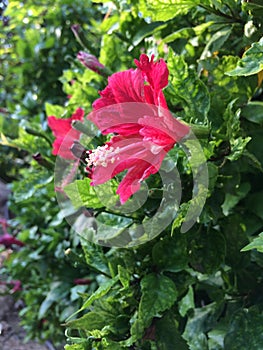 Beautiful blued focus camera shot flowers