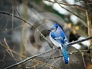 Beautiful bluejay bird - corvidae cyanocitta cristata - on branch