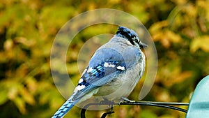 Beautiful bluejay bird - corvidae cyanocitta cristata - closeup clip standing on a perch