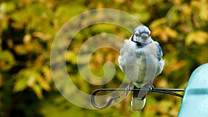 Beautiful bluejay bird corvidae cyanocitta cristata - closeup clip turning around