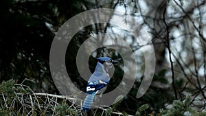 Beautiful bluejay bird - corvidae cyanocitta cristata - landing, then leaving spruce tree branch.