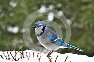 Beautiful bluejay bird - corvidae cyanocitta cristata - on snow