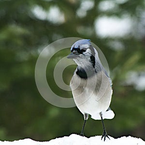 Beautiful bluejay bird - corvidae cyanocitta cristata - on snow