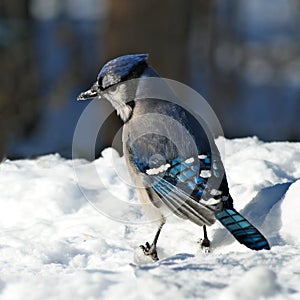 Beautiful bluejay bird - corvidae cyanocitta cristata - standing on white snow on sunny day