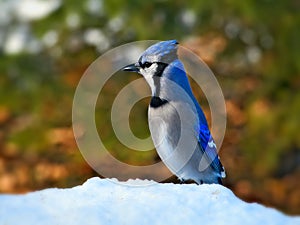 Blue jay - corvidae cyanocitta cristata - a passerine bird standing on white snow on sunny day