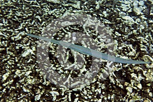 A beautiful bluespotted cornetfish