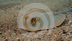 Beautiful Bluespotted Stingray on the sea sandy bottom