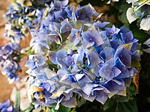Beautiful bluish and purple flowers of a Hydrangea plant Hydrangea