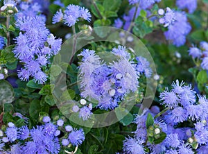 Beautiful bluish violet Ageratum in the flower bed