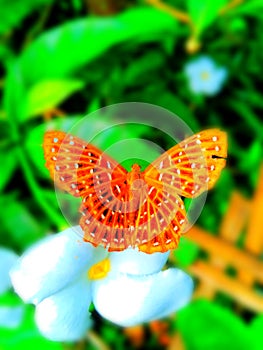 Beautiful blur background butterfly image